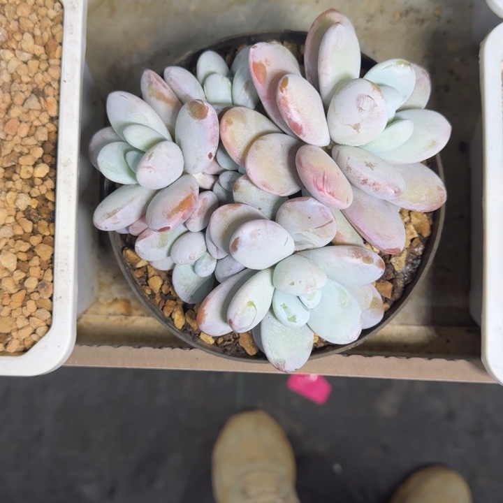 雪美人 6头  一物一拍