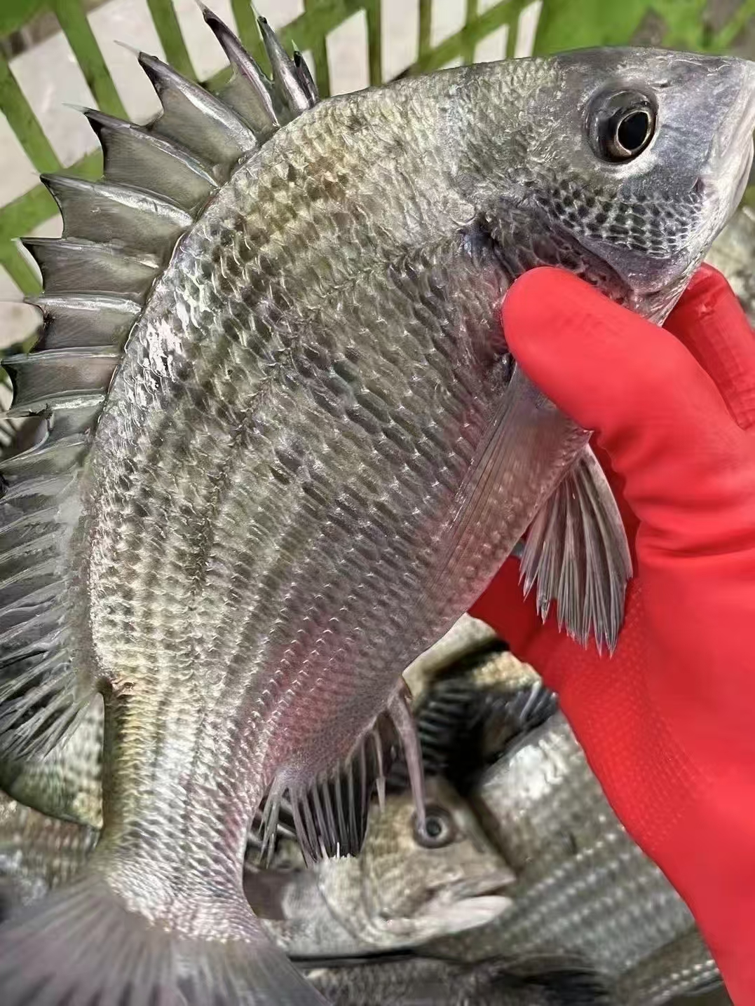 东山岛本港海钓黑翅鱼 帮杀损耗15%-20%左右