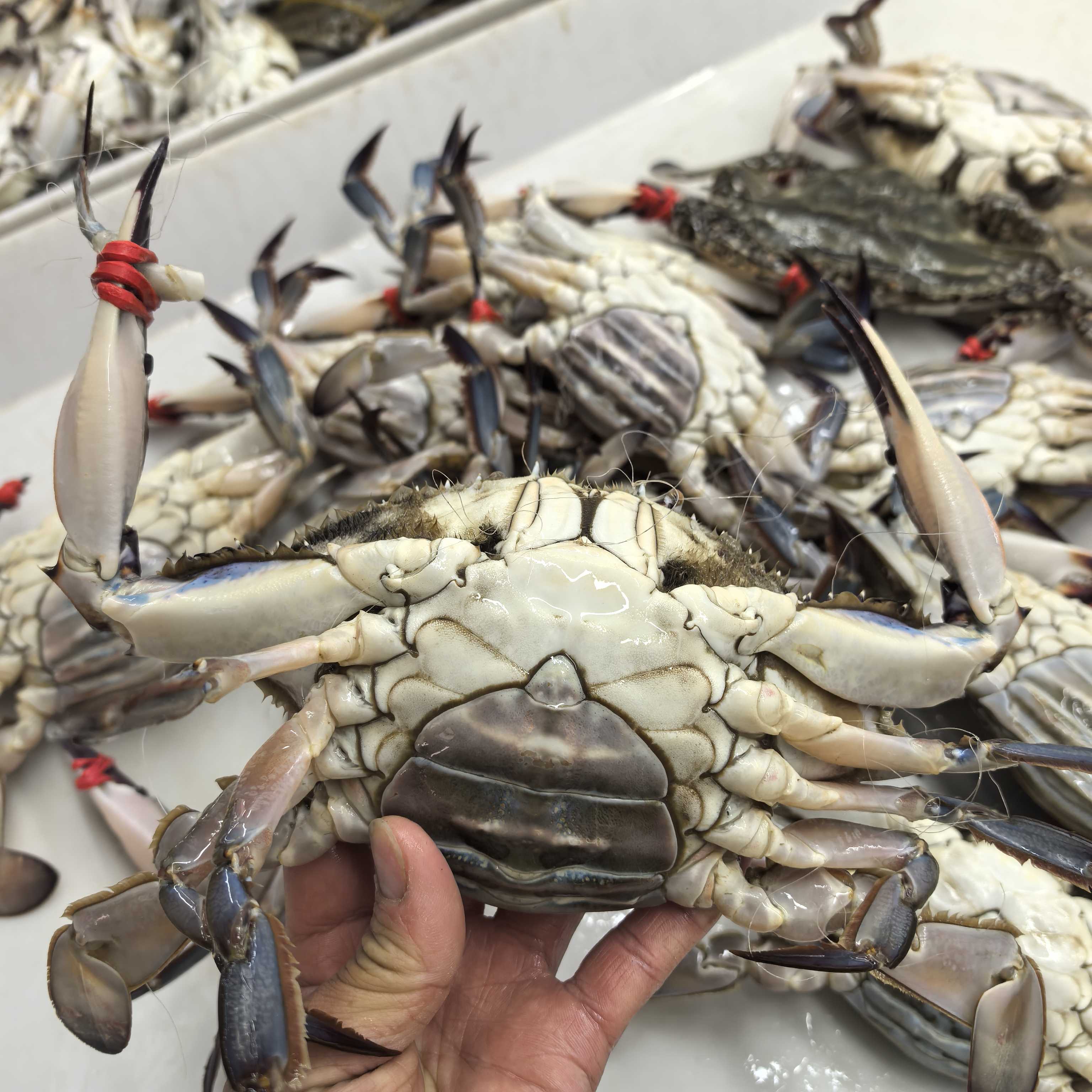 大肥母螃蟹 3斤 单只规格4~5两左右 掉爪正常【保鲜不保活】