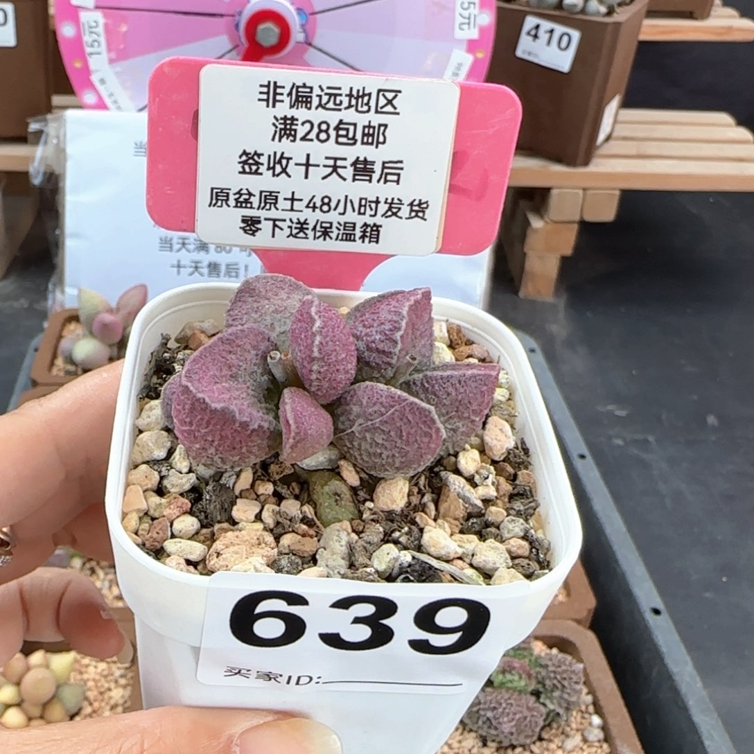639哈莫猪肝多肉植物