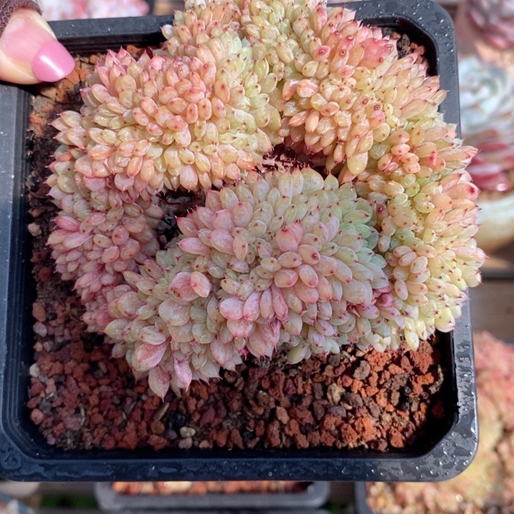 白胖子缀 韩货精品