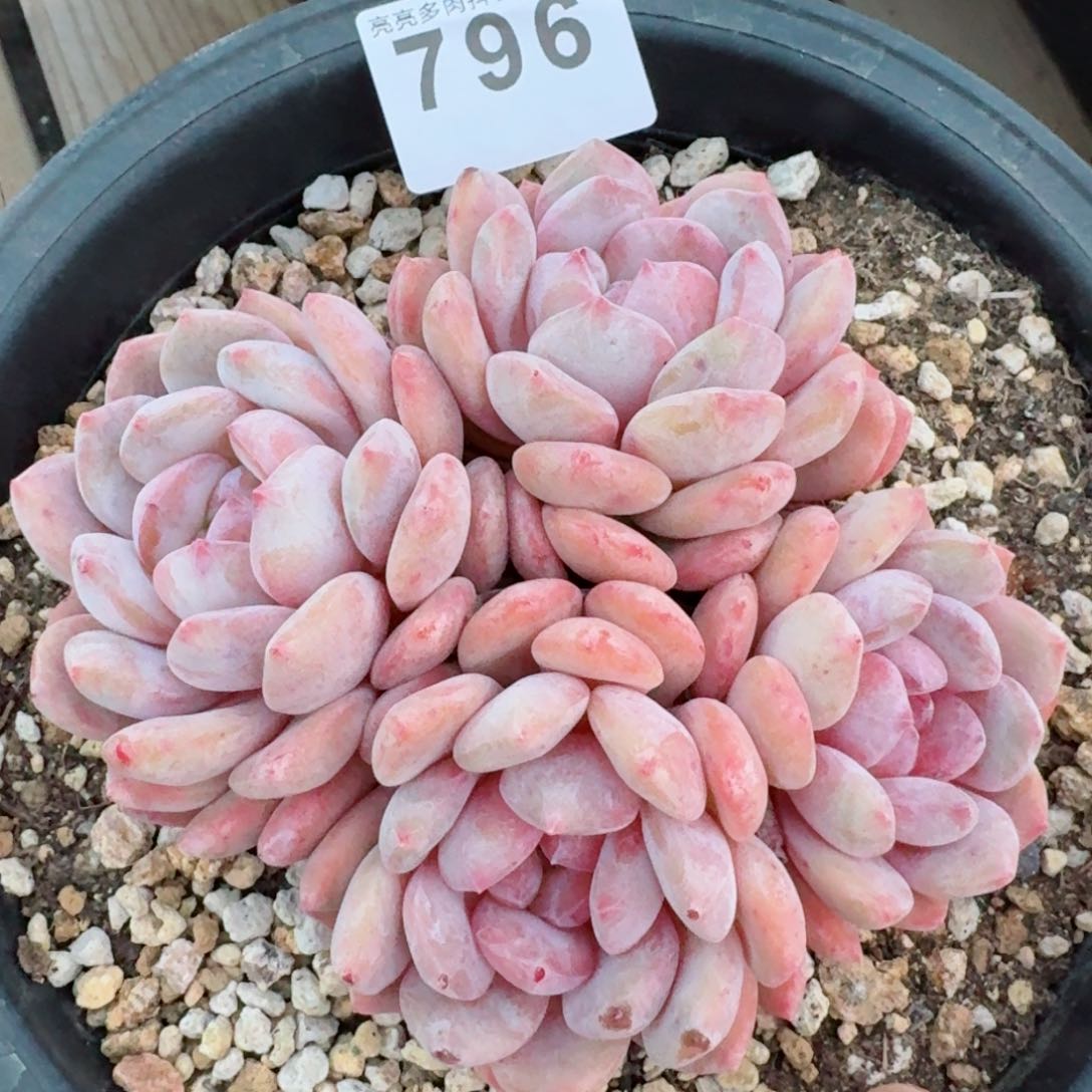 星影群生         精品多肉