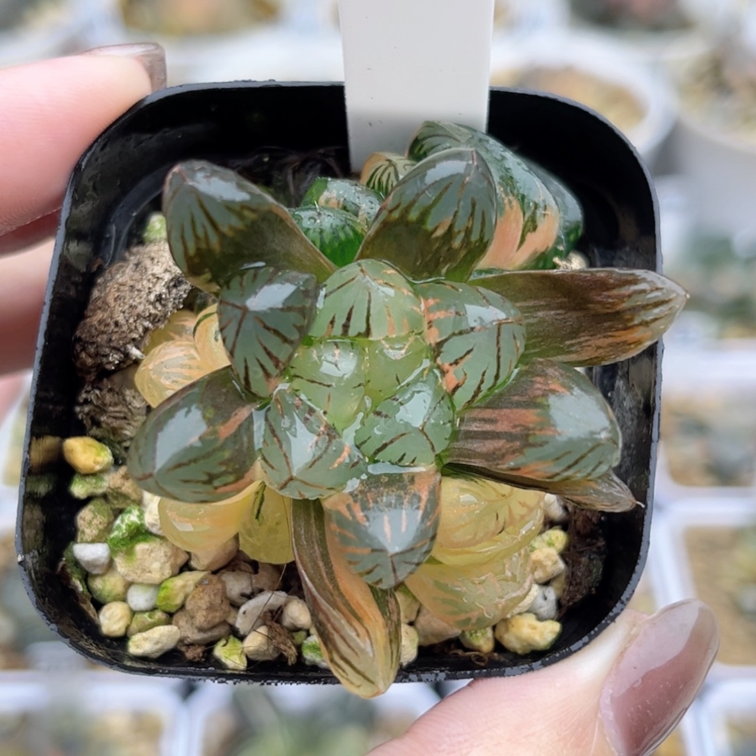 45红太阳玉露锦福利专场