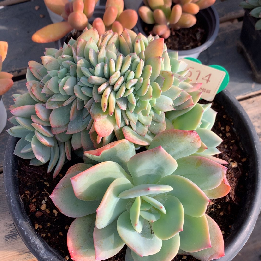 雪凤缀化一物一拍514