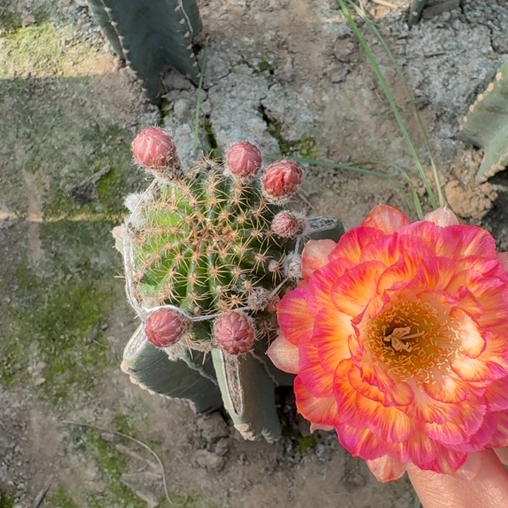 206量天尺嫁接美花3脱土发货斑