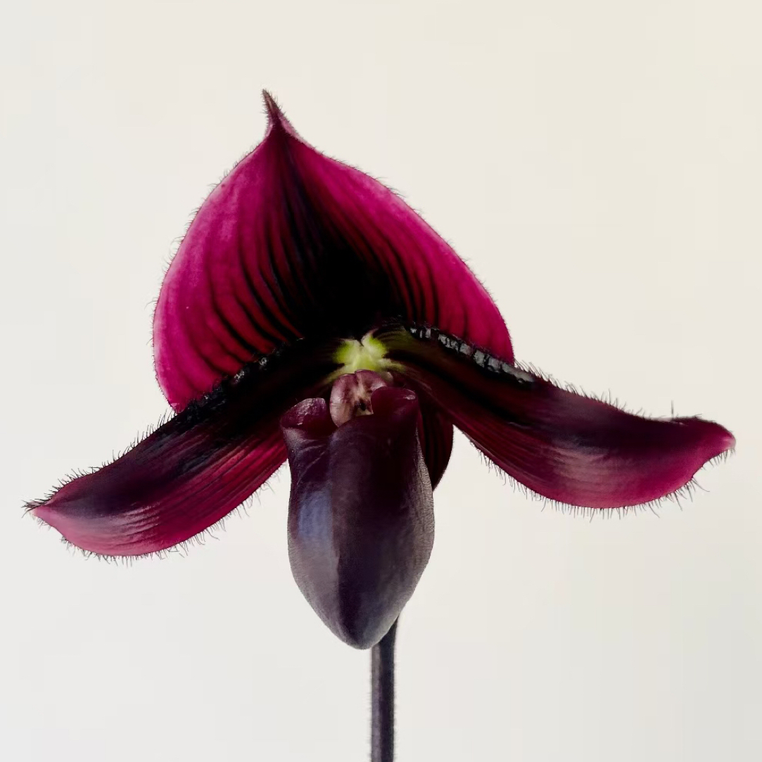 黑魔帝 红魔帝兜兰 带花苞 120号硬胶盆 好养花期长 