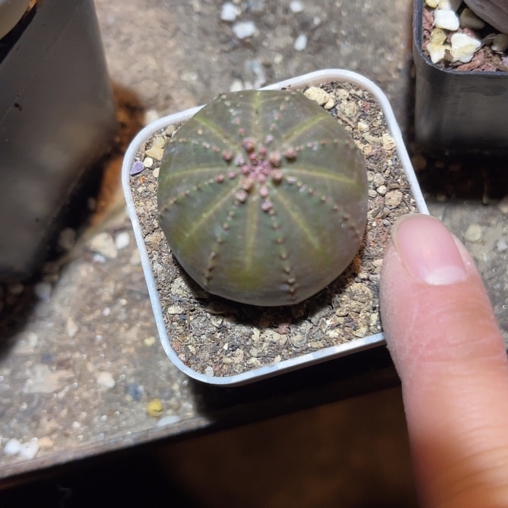 满38包邮2天凑单，脱土晾根发货多肉植物实生布纹球