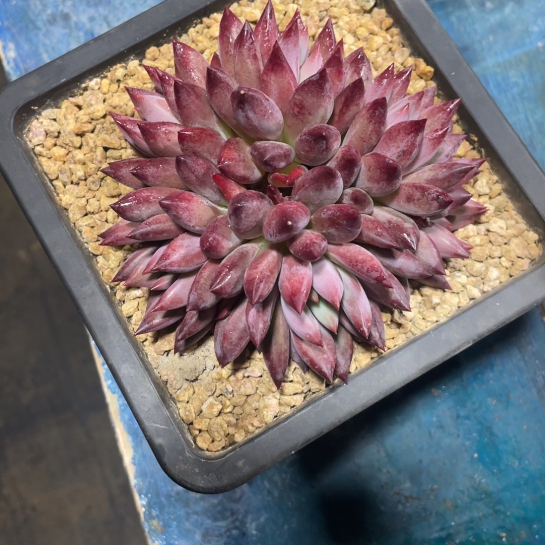 深***吸一物一拍中通快递