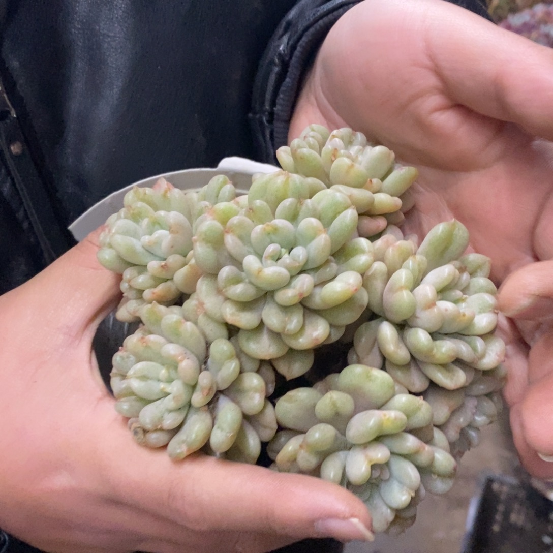 比尔盖茨七头起发老桩