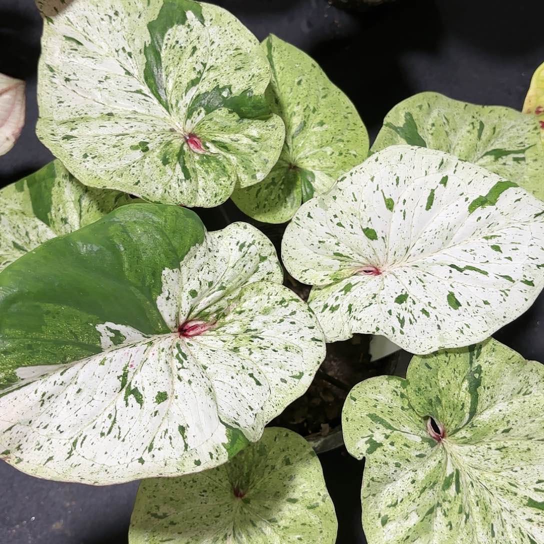 106-0115薄荷糖彩叶芋泰国发货