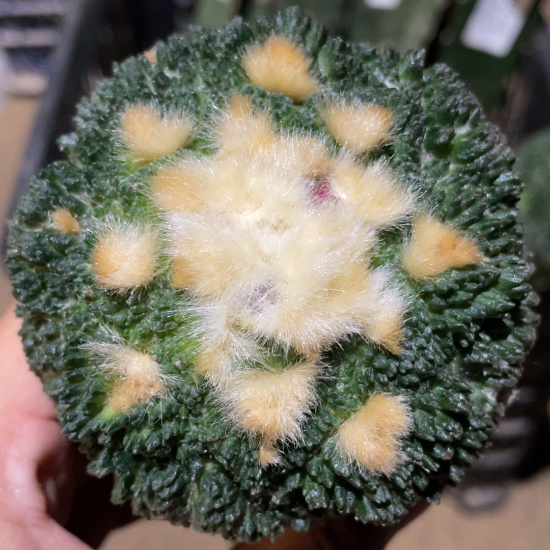 仙人球开花 978 仙人球