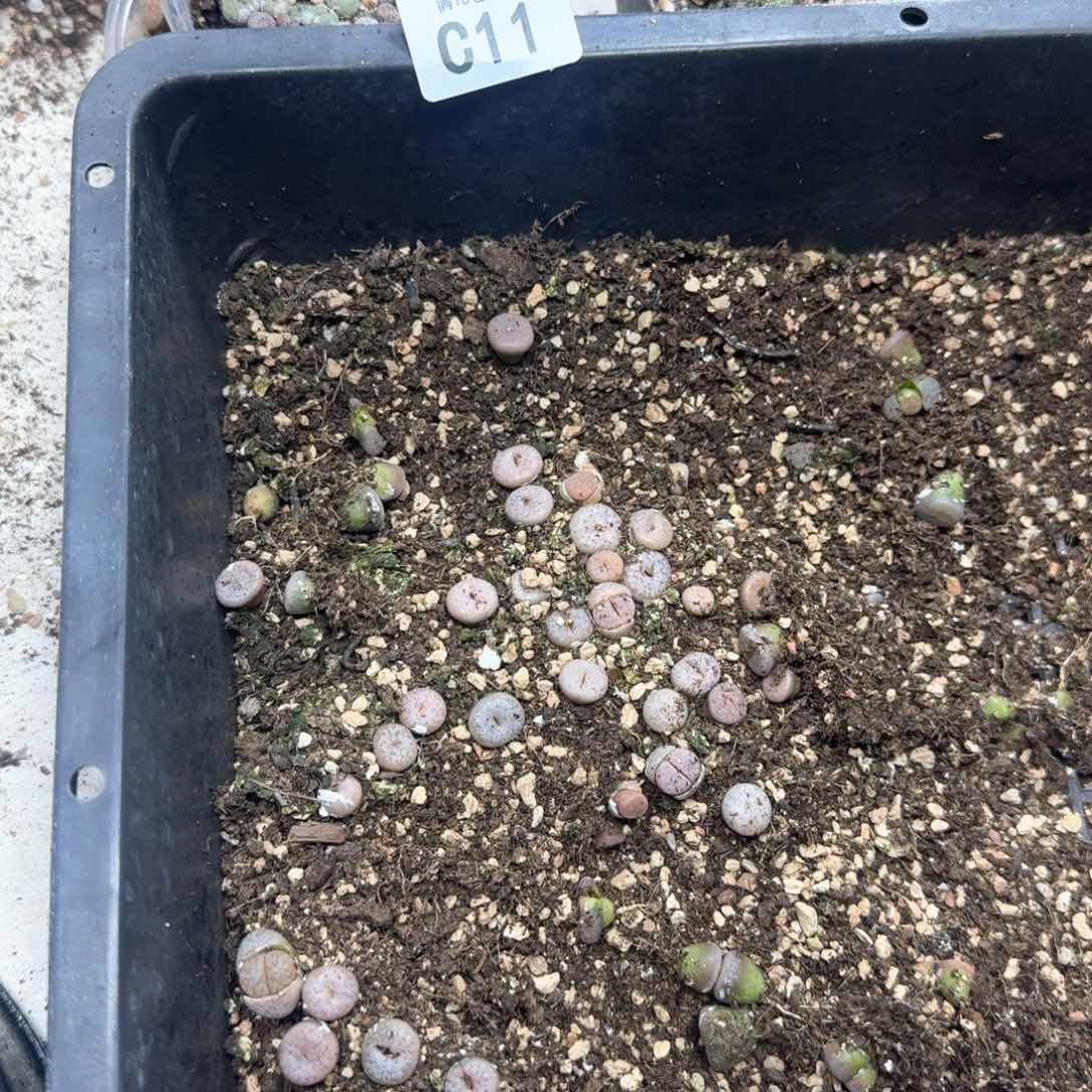 ?***?C11。拿铁清框福利脱土
