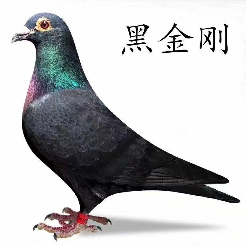 成绩鸽种鸽公棚鸽获奖鸽成绩鸽比利时原环一对