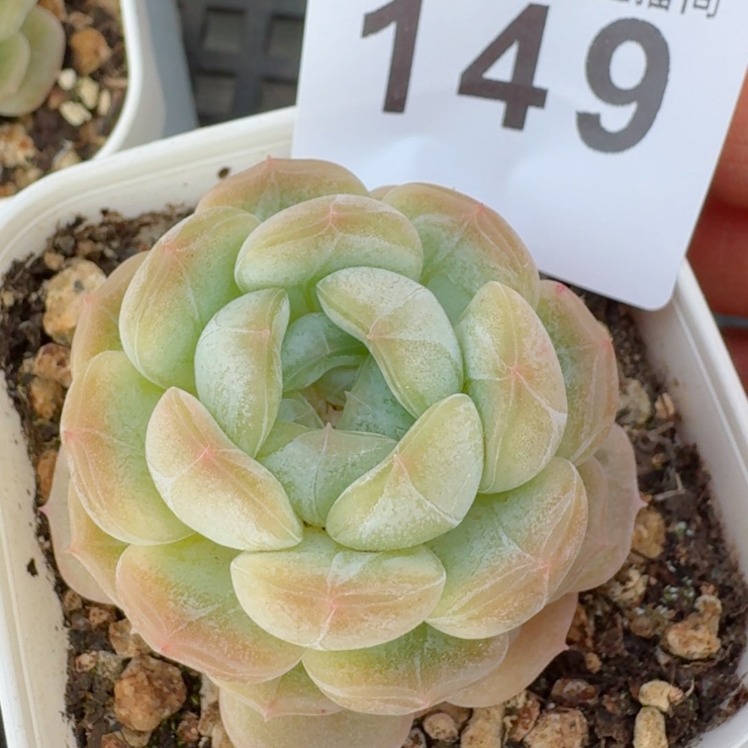 白恋         多肉植物