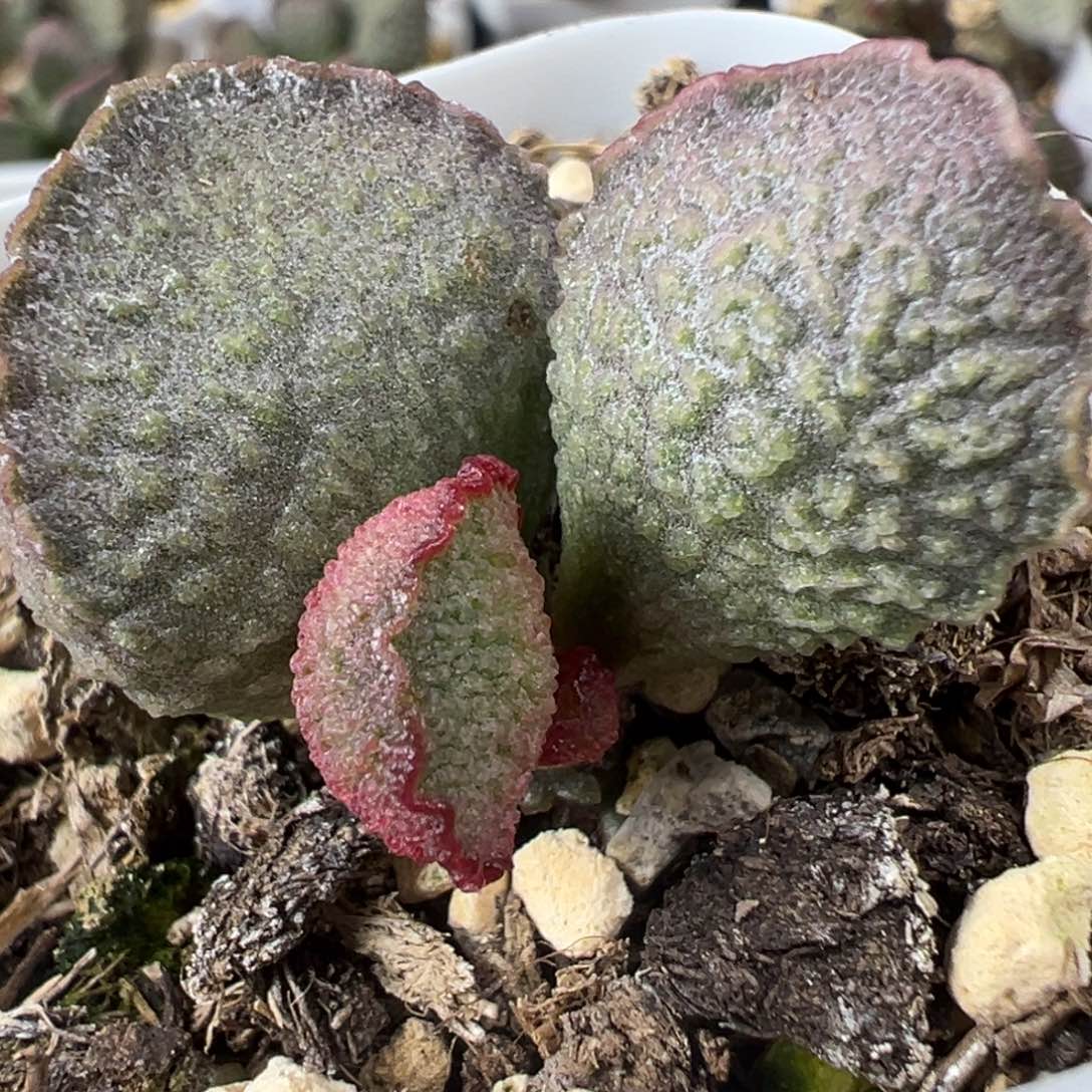 实生新品单头纯木质桩多肉植物