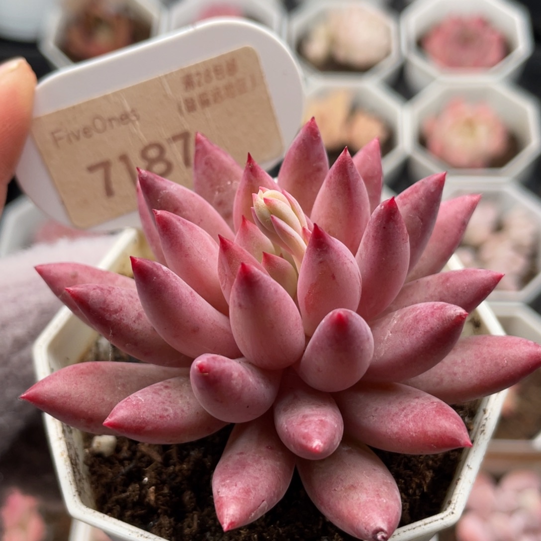 金鱼姬7187-7.0厘米