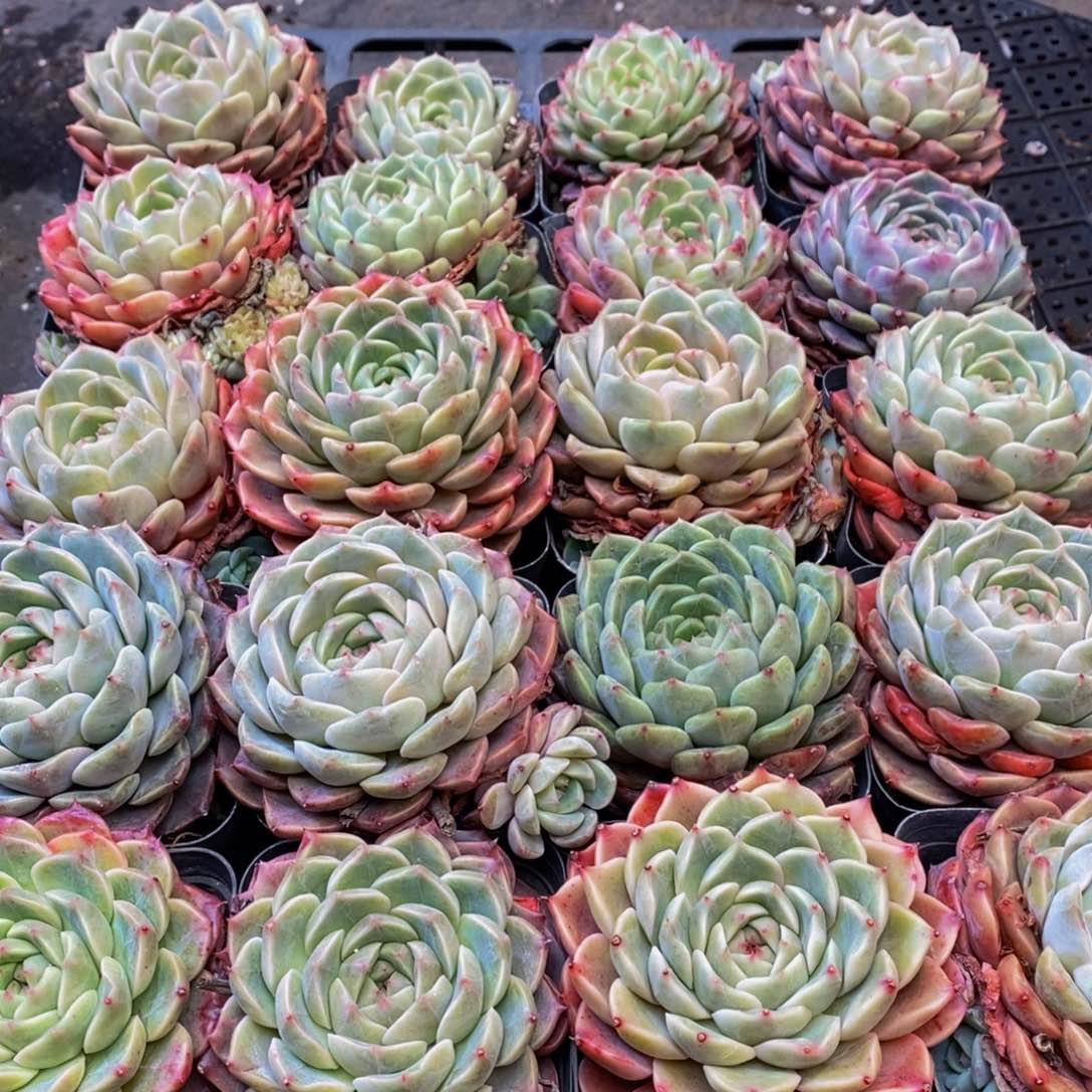 737多肉植物保护研究所所长的时候就