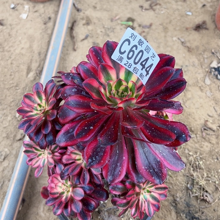 香奈尔多肉植物法师6044