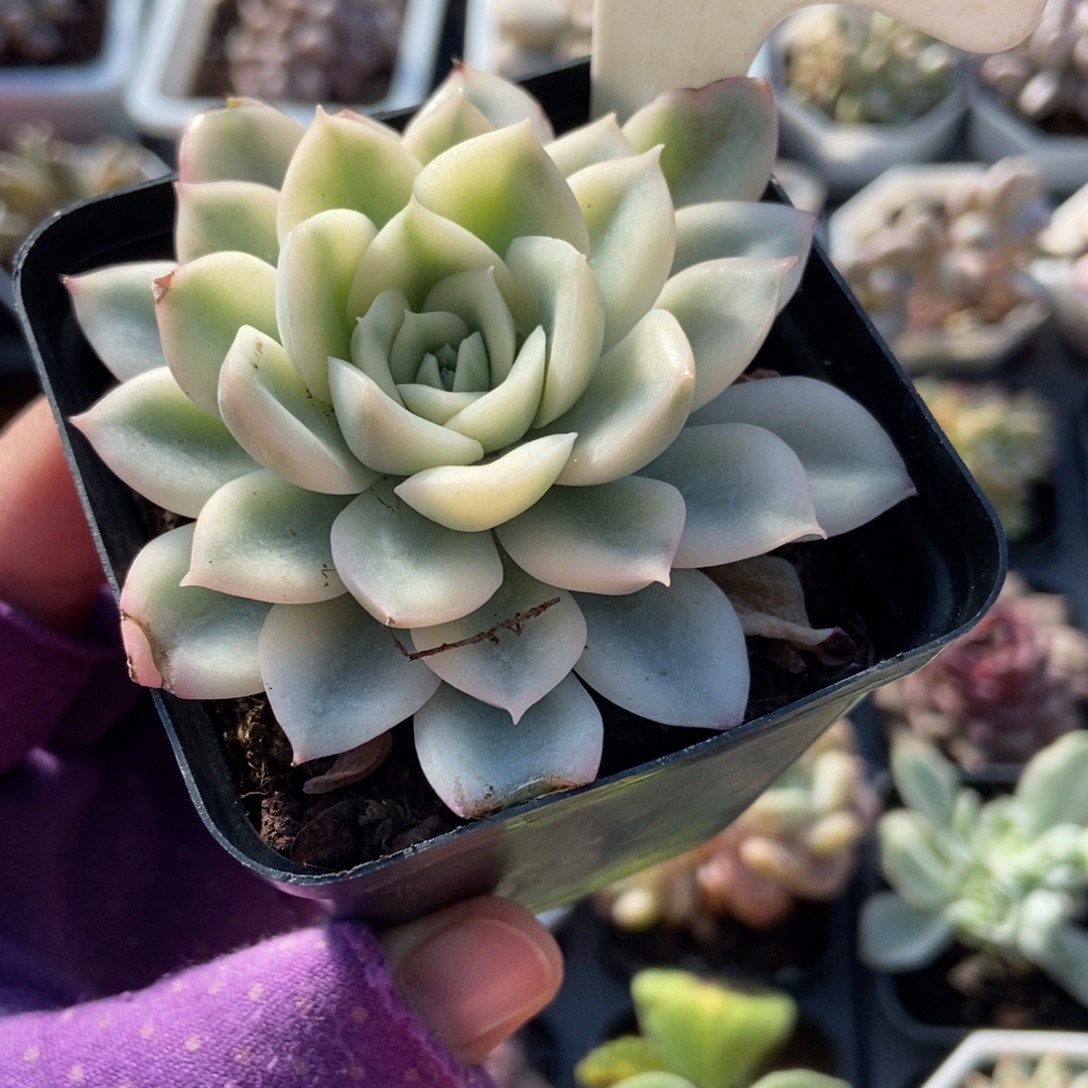 960月亮仙子锦多肉