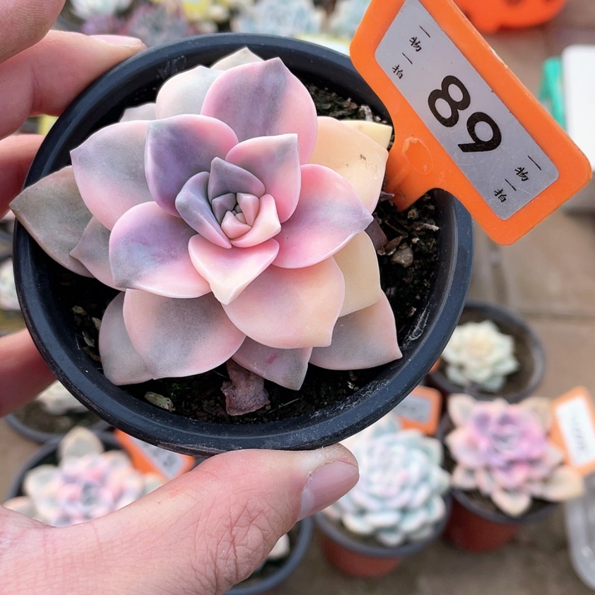 【闪购商品】89号的