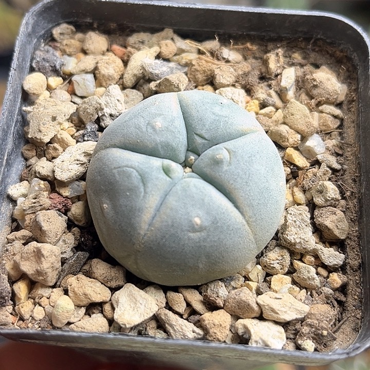 海鲜实生球3.5公分