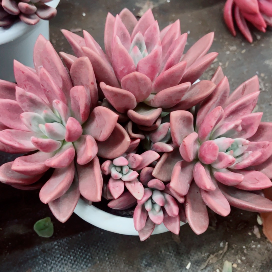 桃花源三大头起发无砍整装