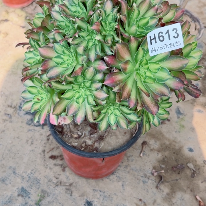 613韶华多肉植物