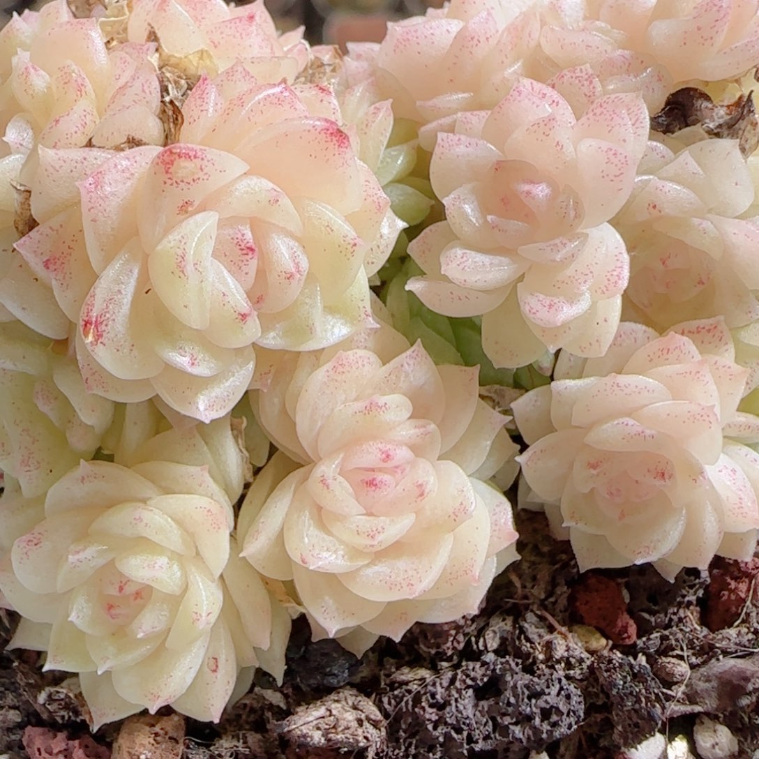 花语多肉0103-05开播福利散