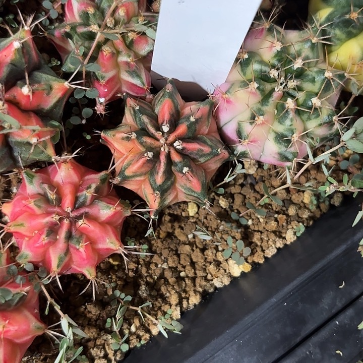 146-0524泰国发货多肉