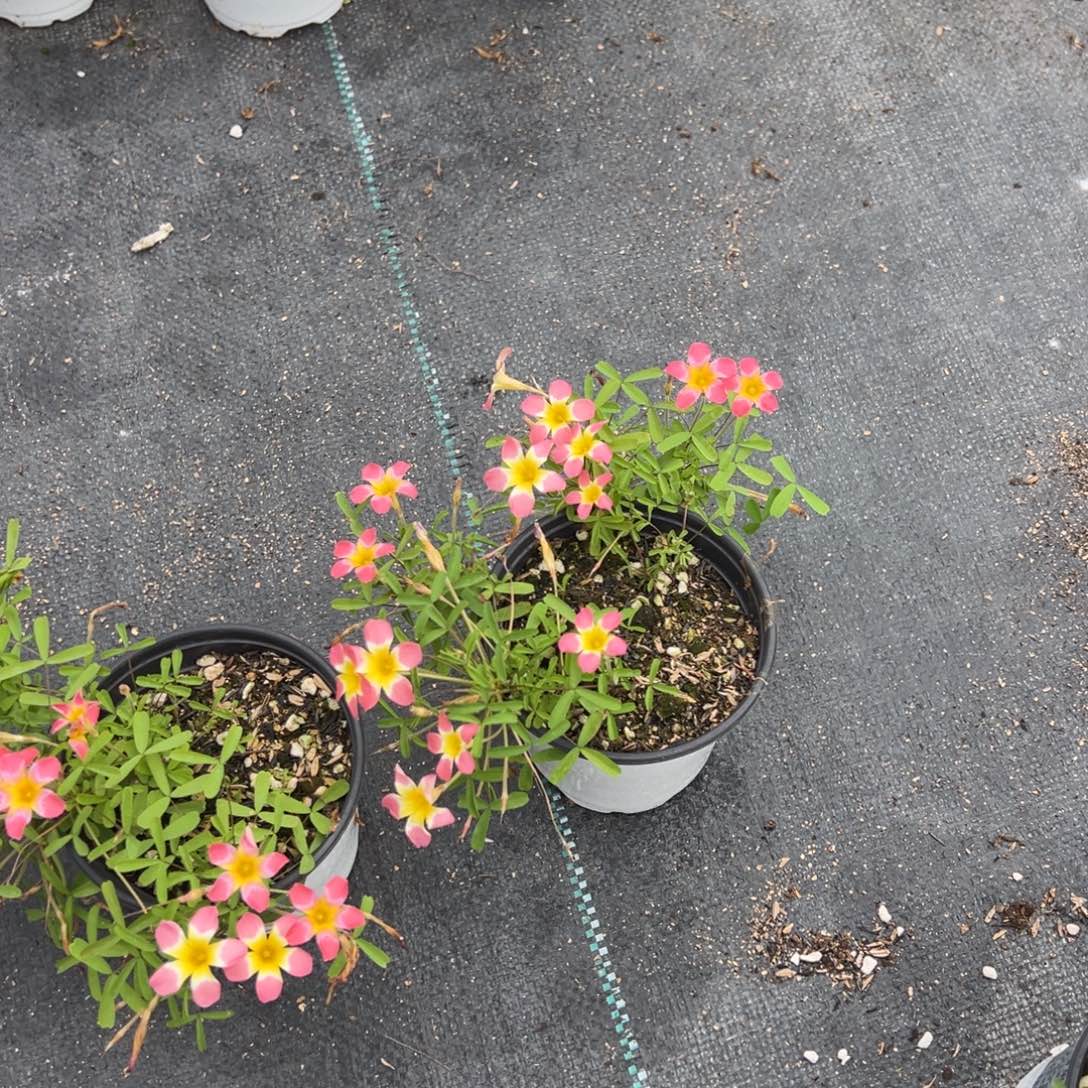 完全开放荔枝混石榴一盆