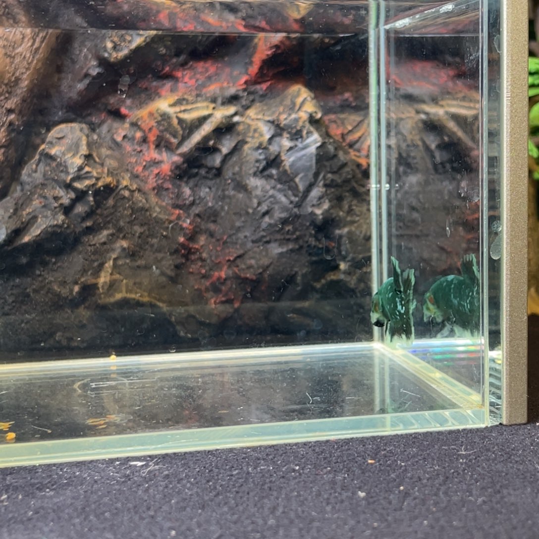 斗鱼十二月二十四日竞价