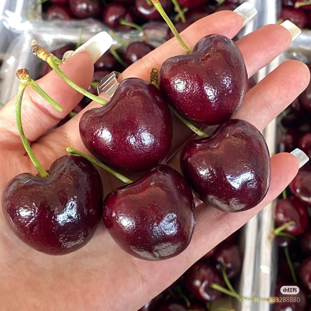 3JD桑提拉车厘子：500g