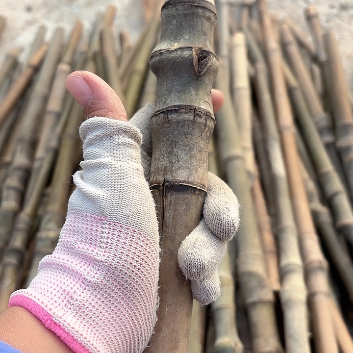 茉***花实心竹竹竹竹竹竹竹竹竹