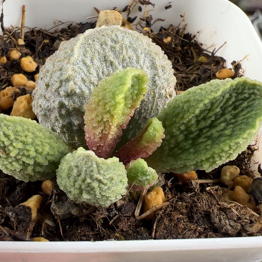 胖五大苗多肉植物水泡