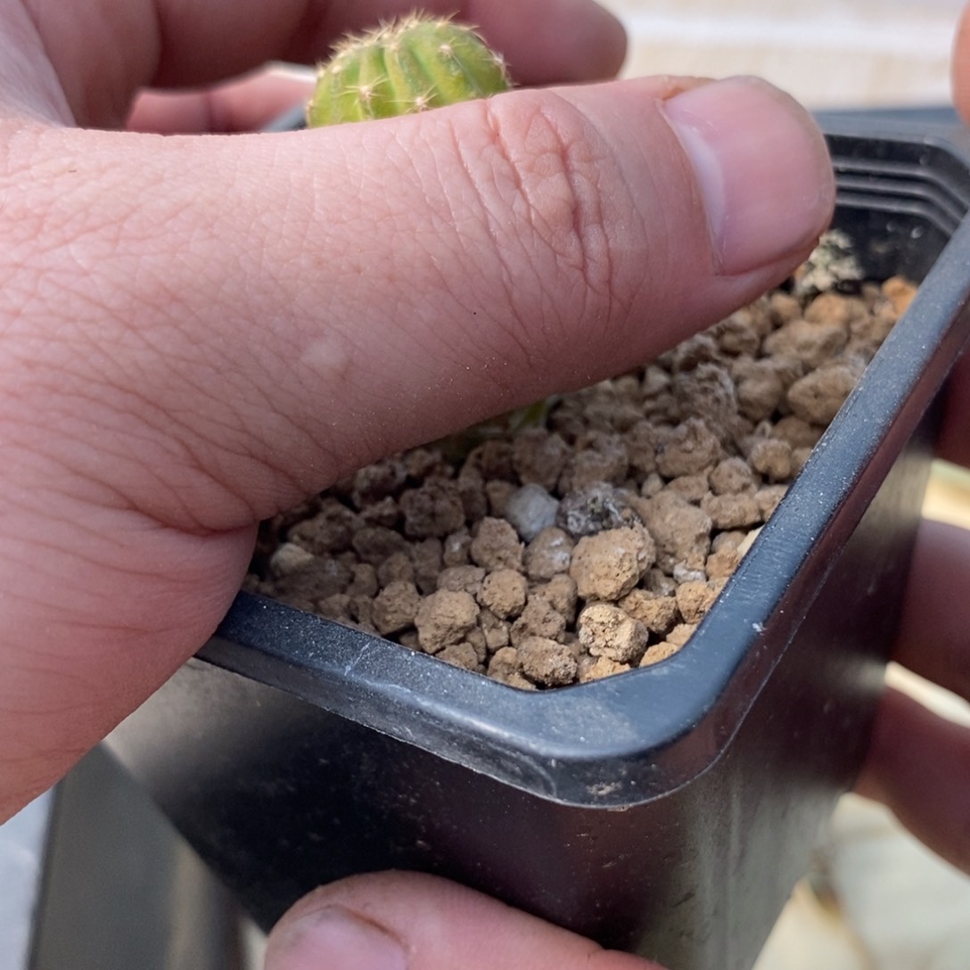 鱼叉大戟配土无刺仙人球