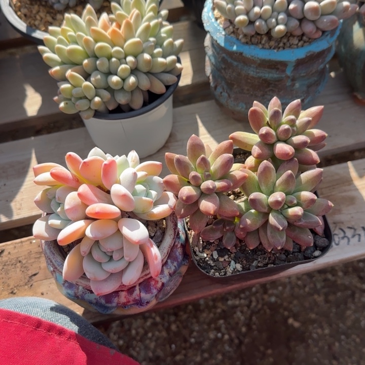 两颗一组五十包邮