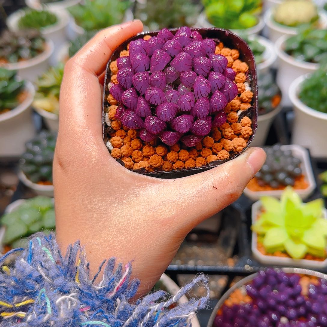 紫宝石冰灯玉露，原盆，人工上色