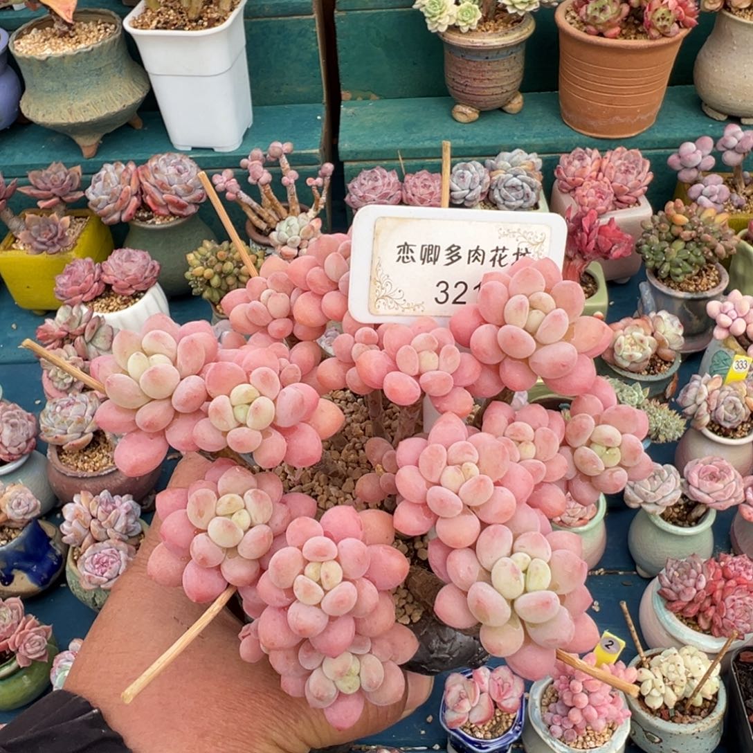 321号鱼子酱脱土发货