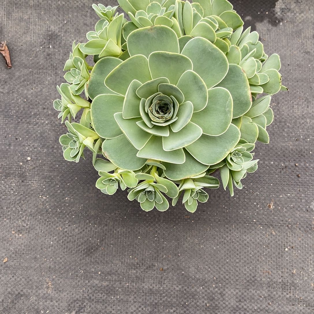 山地玫瑰一物一拍拖土发，不包断侧芽