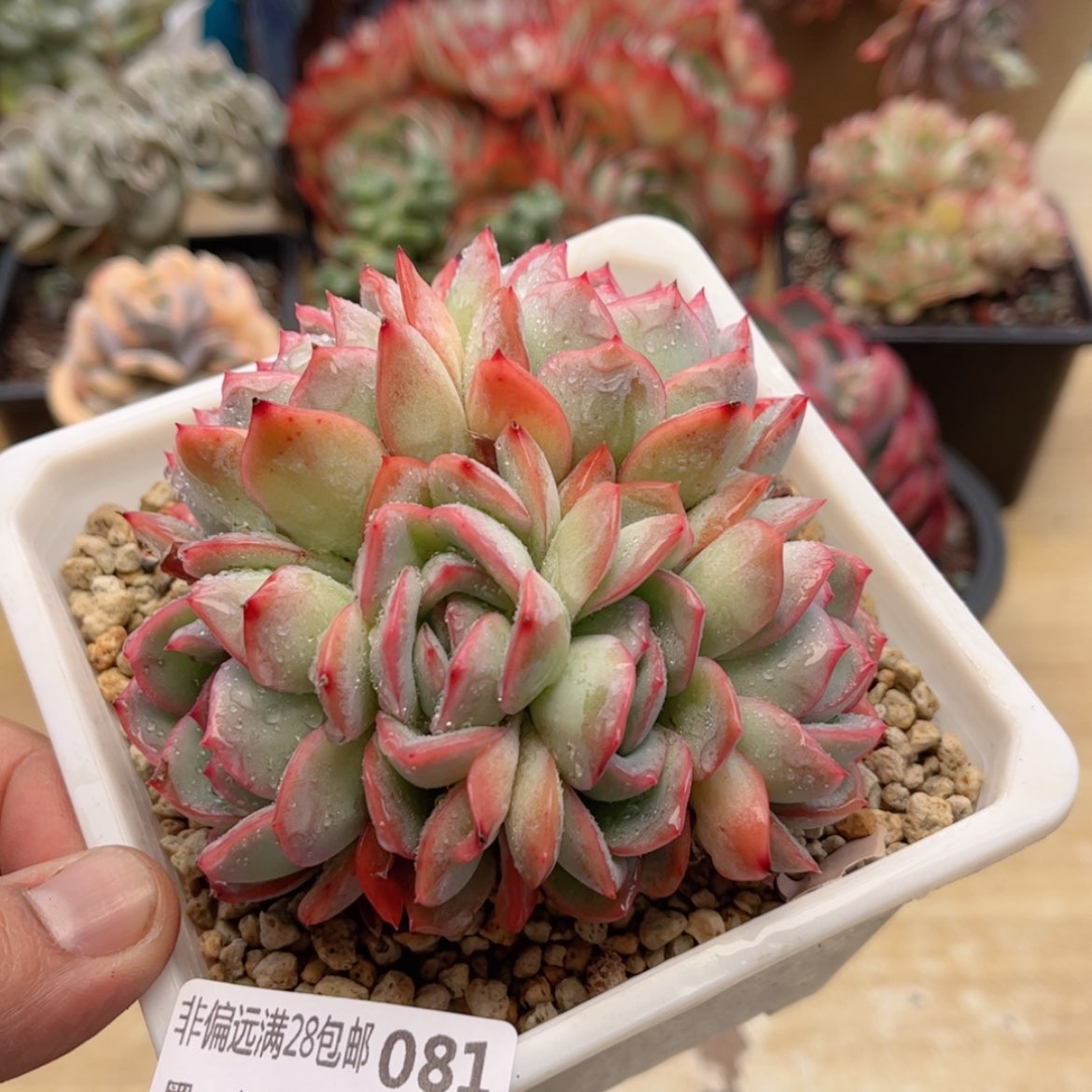 【闪购商品】081莎莎女王