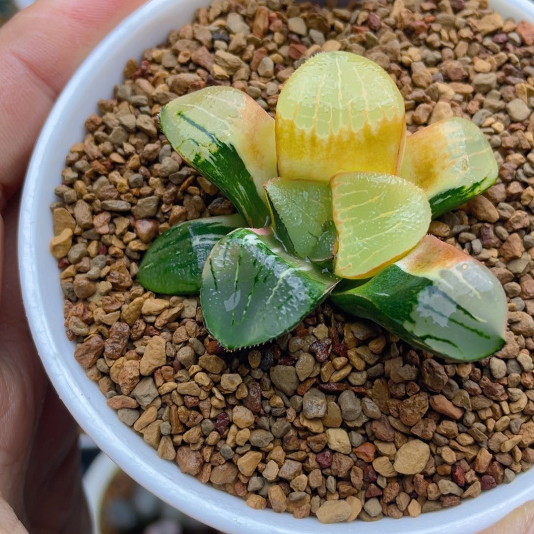 实生丸叶克锦十二卷