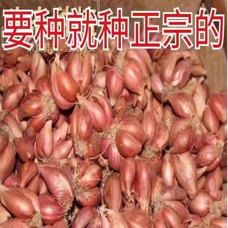 精选香葱头香葱根苗广西广东四川本地红葱头葱花种子阳广东红葱头