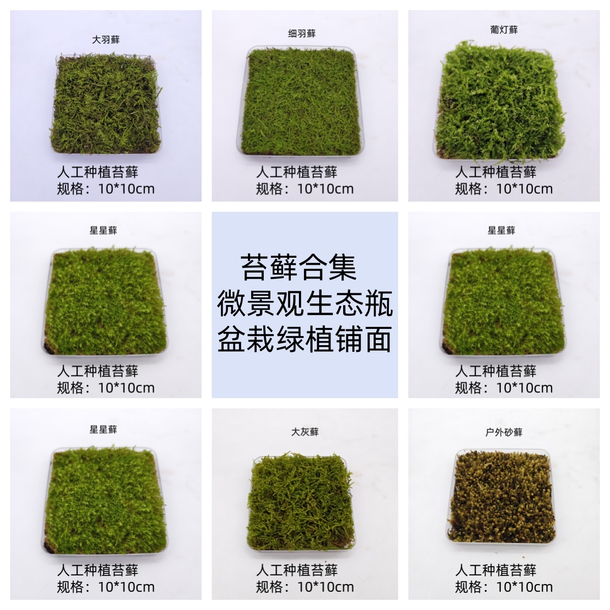 苔藓合集微景观生态瓶绿植盆栽铺面