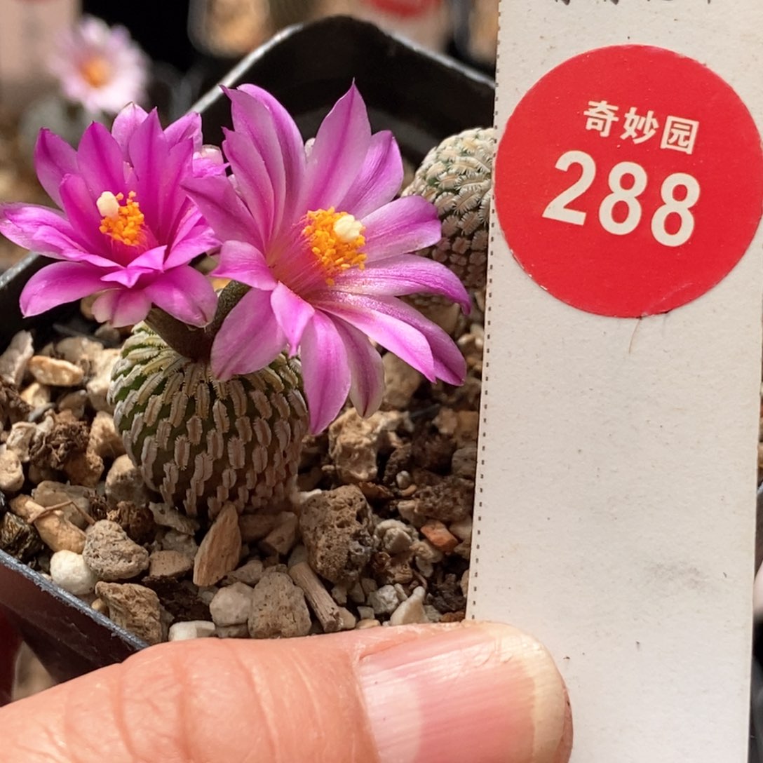 实生德系精巧殿一棵