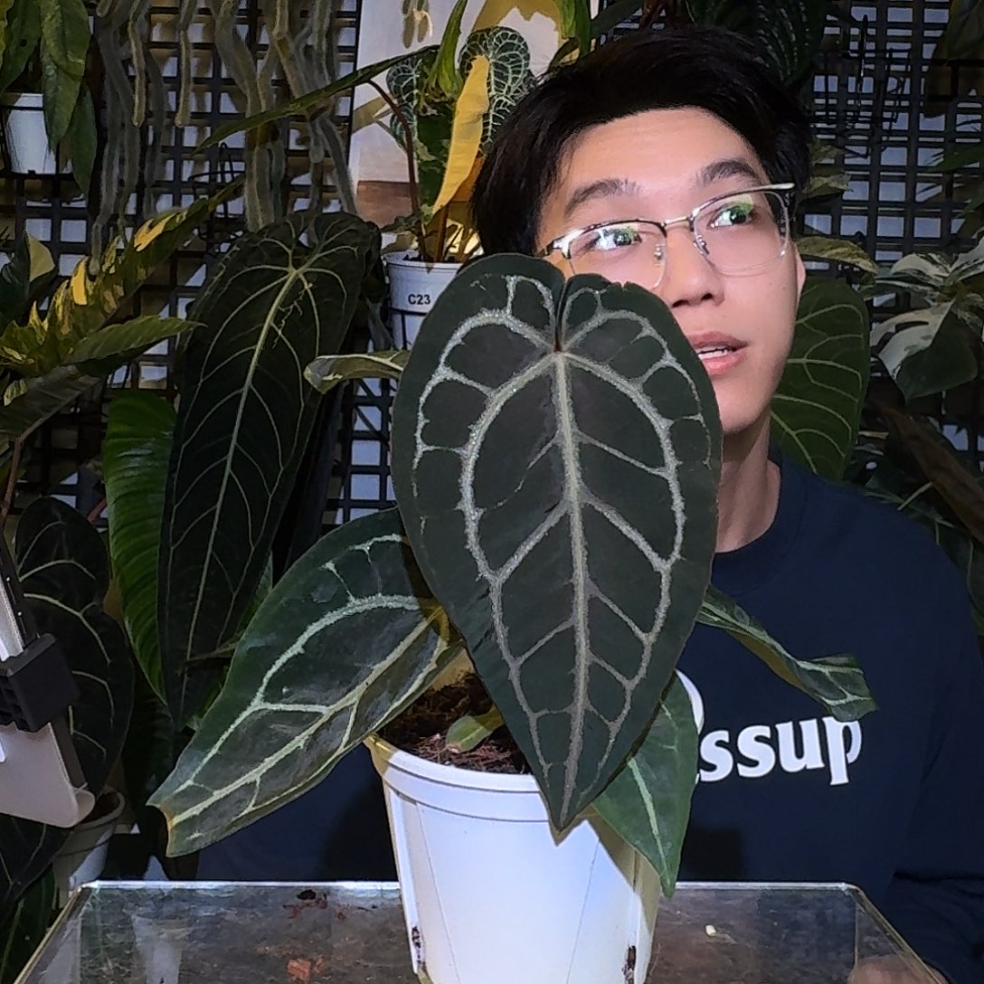 完全开放L01黑曜石杂skg灰