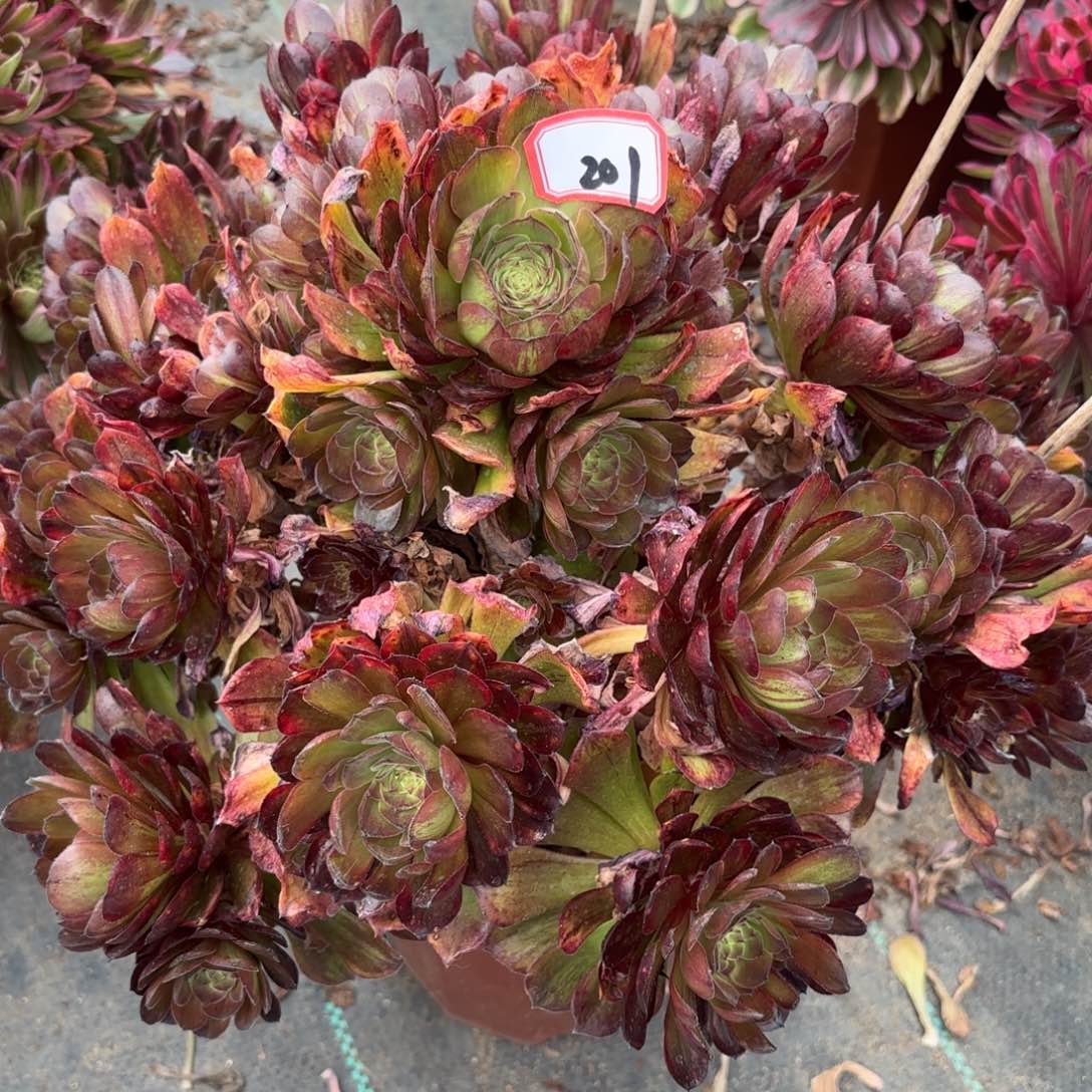 201斑斓多肉植物绿植