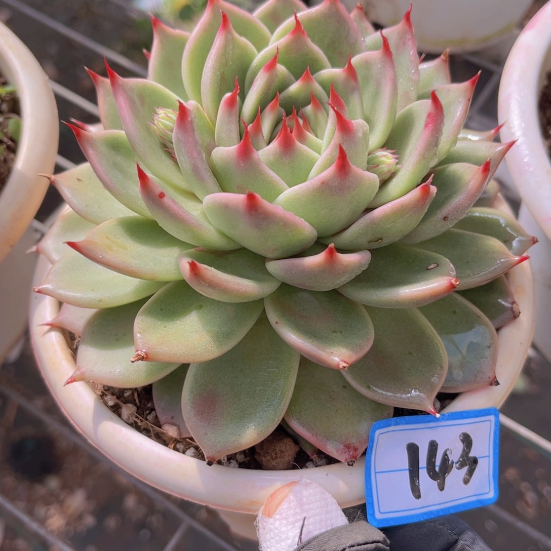 托斯卡12.5公分999999999999