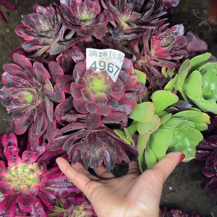 4967灰姑娘多肉植物