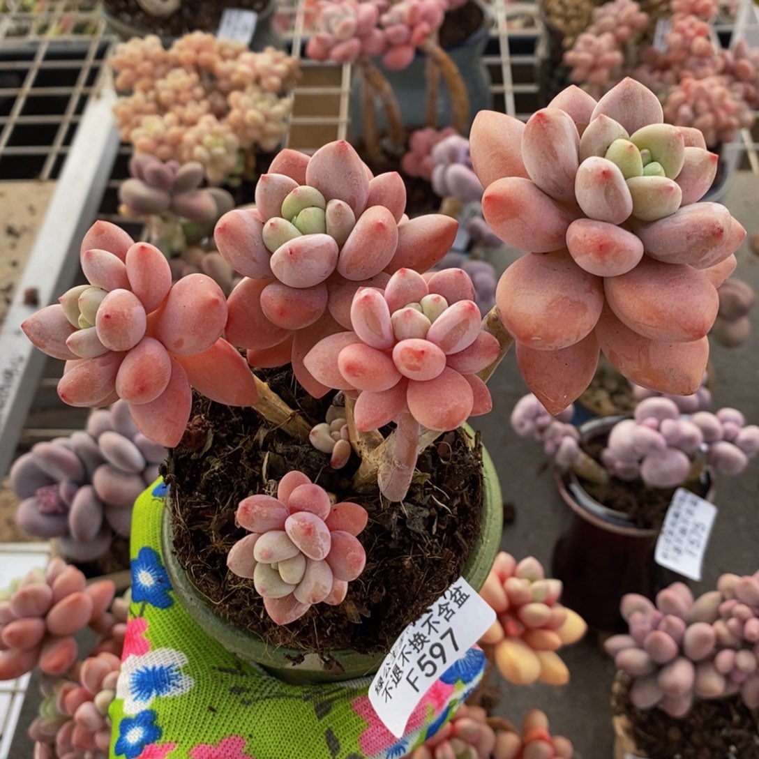 樱花洛神597/10c m