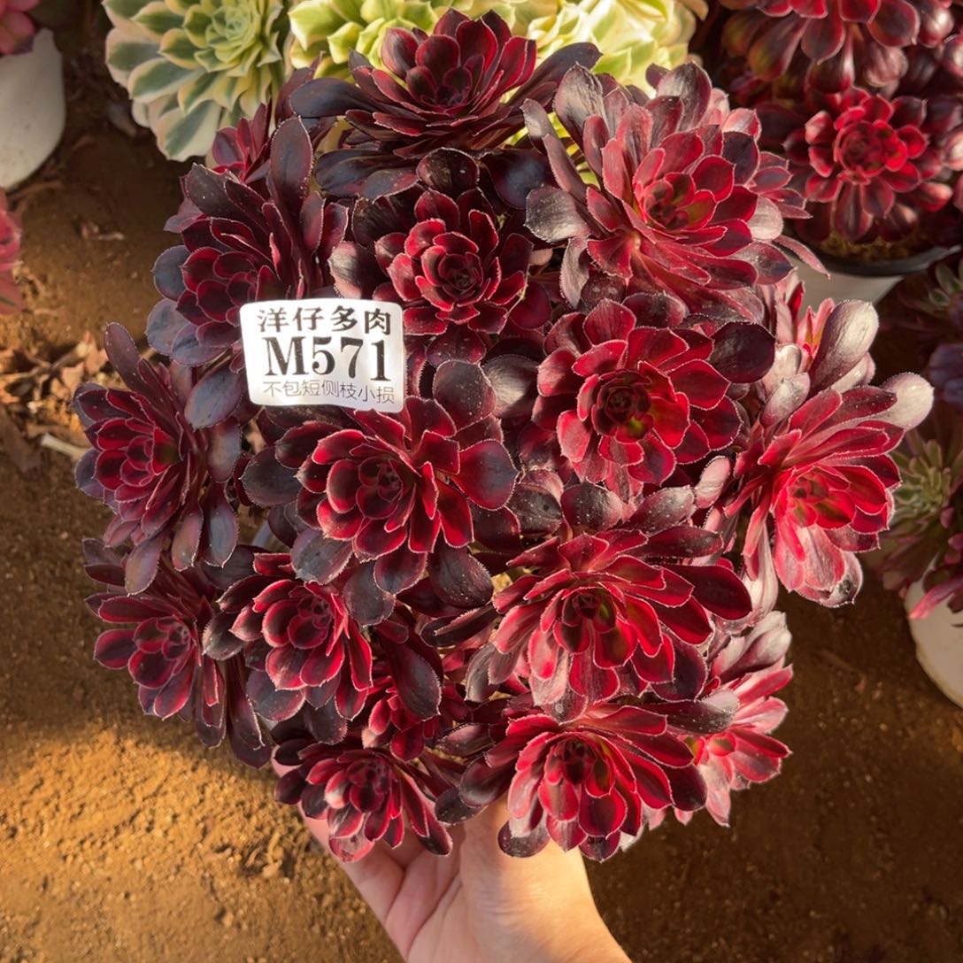 571丽娜 冠幅25左右